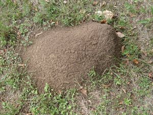 Texas-Fire-Ant-Nest.jpg