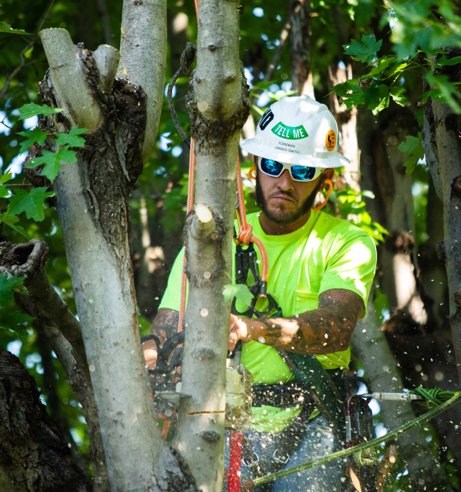 A tree trimmer using a chainsaw on a branch of a tree