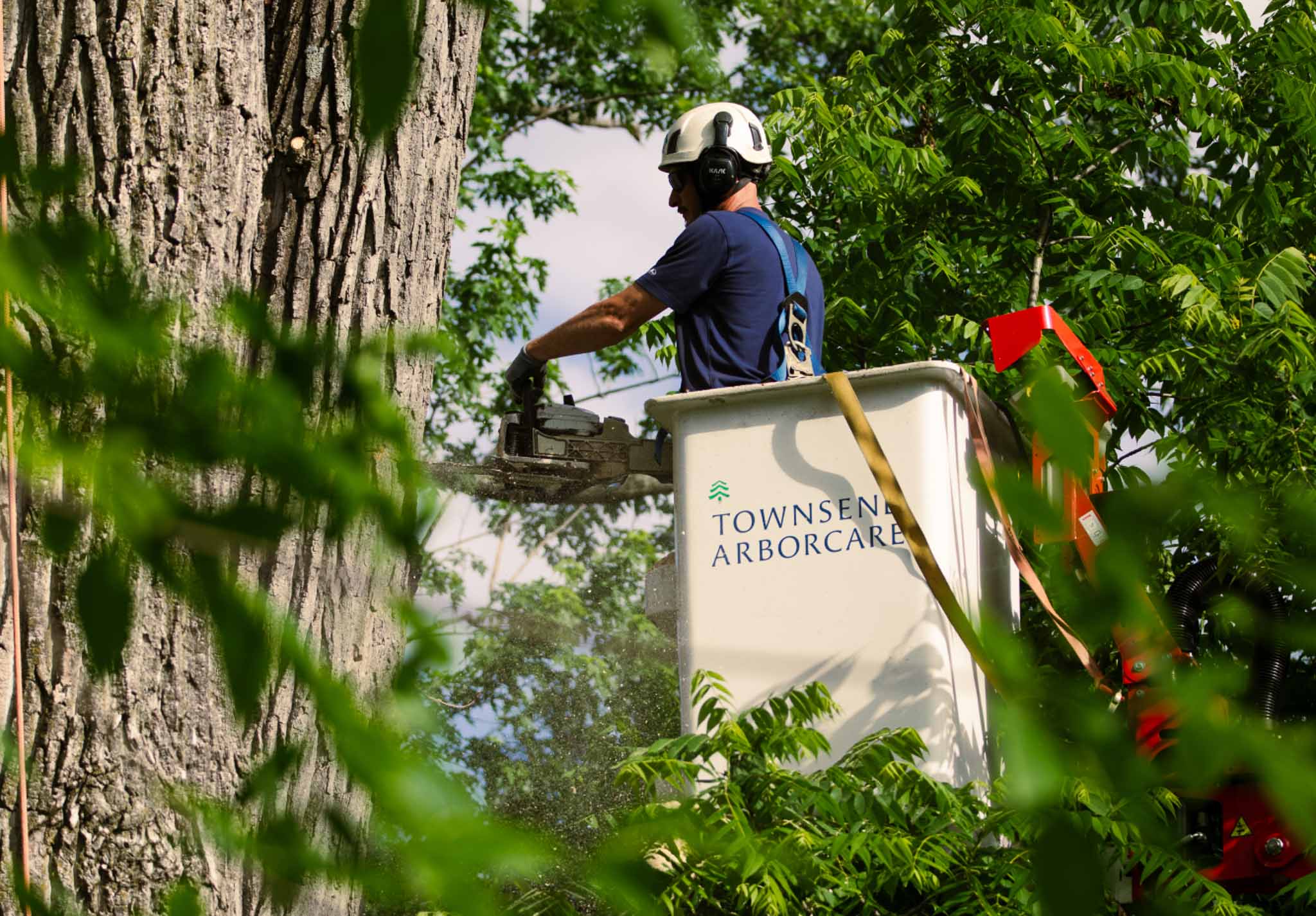 A tree trimmer using a chainsaw from a bucket lift