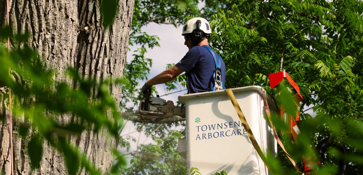 A tree trimmer using a chain saw