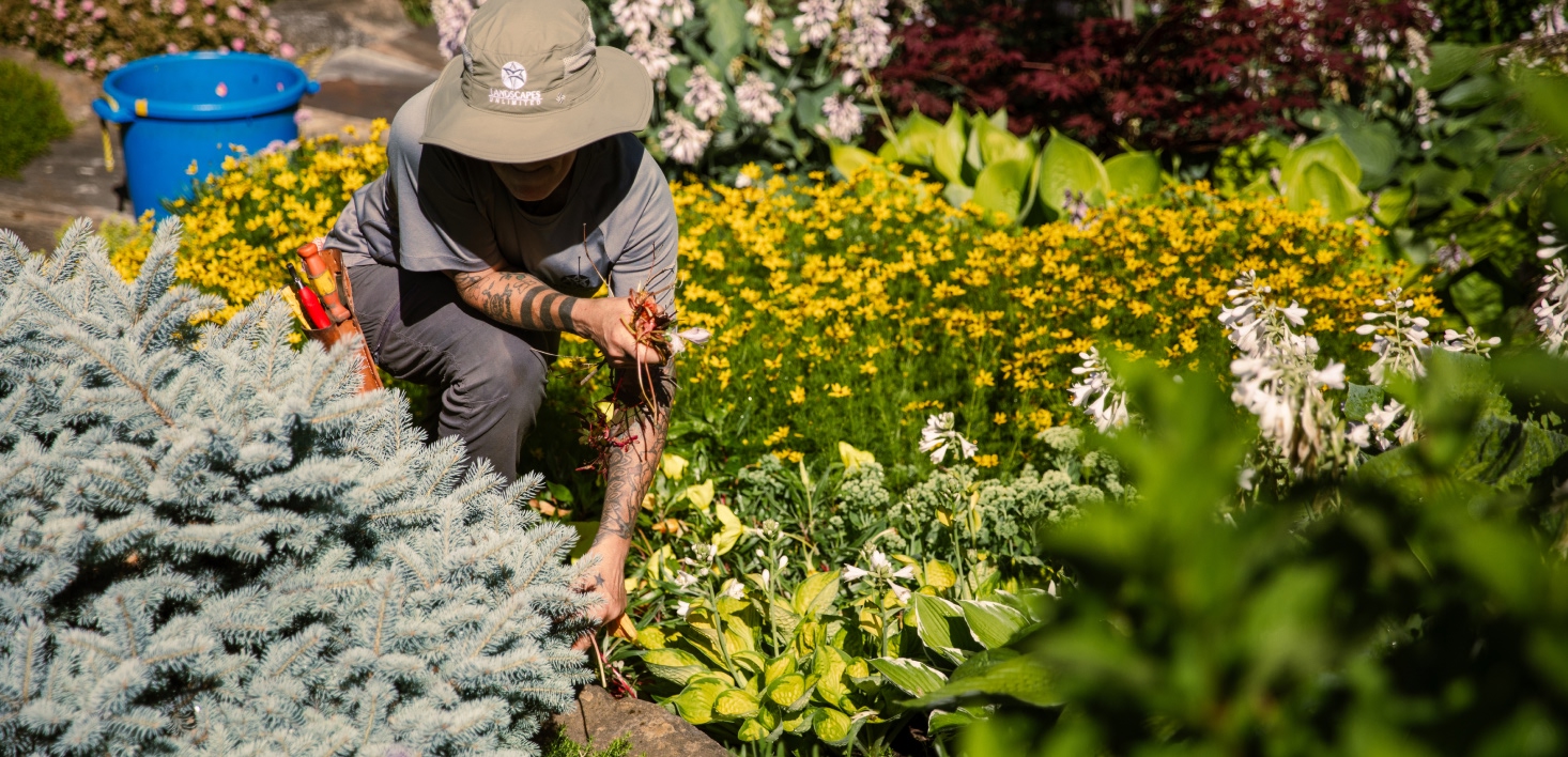 A landscaper tending a garden